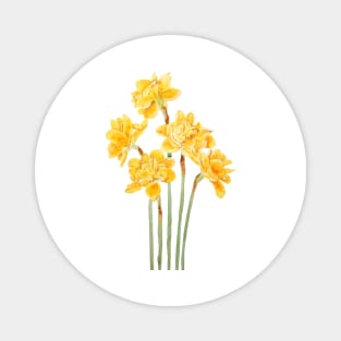 golden daffodils flowers watercolor Magnet